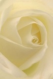 This photograph sweeps you into the center of a luscious cream-white rose, capturing the spirit of Beddington's enduring charm. Each petal softly unfurls in a spiral, creating a nestled heart alive with gentle luminosity and featherlight shadows. The textures suggest silk touched by morning dew, conveying a sensation both delicate and profoundly soothing-like the hush that falls over Beddington's gardens at dawn. The flower's form radiates peace and reverence, ideal for moments of sympathy, admiration, or celebrating new beginnings rooted in community. The nearly translucent outer petals shimmer with an understated fragility, hinting at the skilled touch of local florists who shape every detail with care. As you imagine leaning close, a faint, sweet fragrance seems to hover, inviting reflection and comfort. This rose, composed with heartfelt expertise just steps from Beddington Lane, is more than a flower-it is the embodiment of thoughtful emotion and the rich tapestry of life in Beddington.